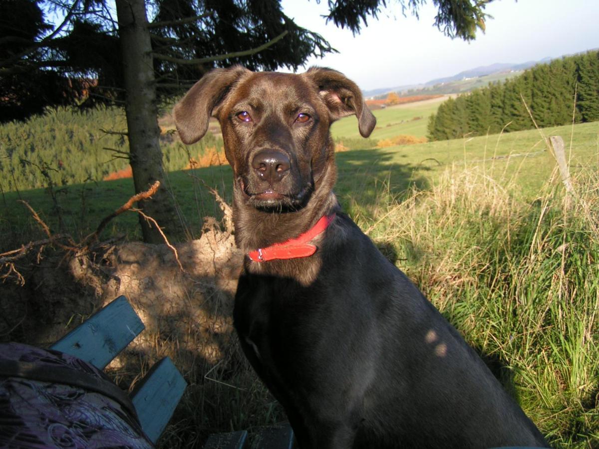 Fewo Talula - Sauerland Mit Hund Medebach Exteriér fotografie